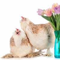 Read My Pet Chicken Reviews