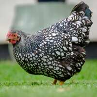 Read My Pet Chicken Reviews