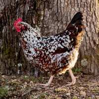 Read My Pet Chicken Reviews