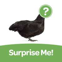 Read My Pet Chicken Reviews