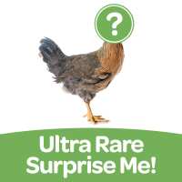 Read My Pet Chicken Reviews