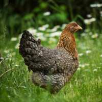 Read My Pet Chicken Reviews