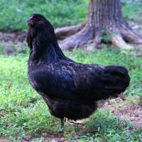 Read My Pet Chicken Reviews