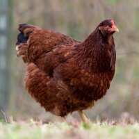 Read My Pet Chicken Reviews