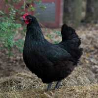 Read My Pet Chicken Reviews