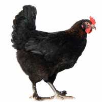 Read My Pet Chicken Reviews