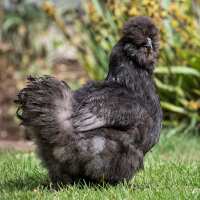 Read My Pet Chicken Reviews