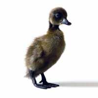Read My Pet Chicken Reviews