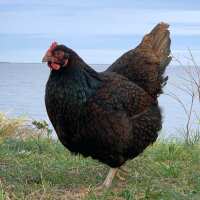 Read My Pet Chicken Reviews
