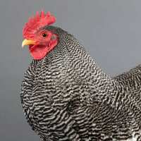 Read My Pet Chicken Reviews