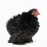 Read My Pet Chicken Reviews