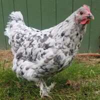 Read My Pet Chicken Reviews
