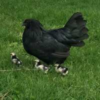 Read My Pet Chicken Reviews