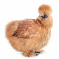 Read My Pet Chicken Reviews