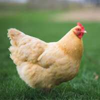 Read My Pet Chicken Reviews