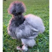 Read My Pet Chicken Reviews