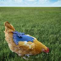 Read My Pet Chicken Reviews