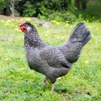 Read My Pet Chicken Reviews