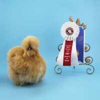 Read My Pet Chicken Reviews