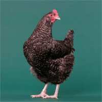 Read My Pet Chicken Reviews
