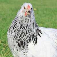 Read My Pet Chicken Reviews