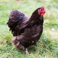 Read My Pet Chicken Reviews
