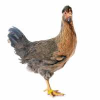 Read My Pet Chicken Reviews