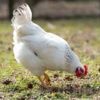 Read My Pet Chicken Reviews