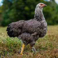 Read My Pet Chicken Reviews