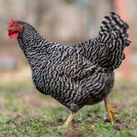 Read My Pet Chicken Reviews