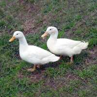 Read My Pet Chicken Reviews