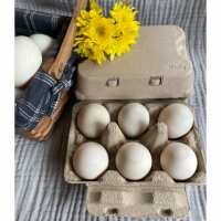 Read My Pet Chicken Reviews