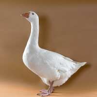 Read My Pet Chicken Reviews