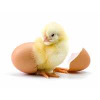 Read My Pet Chicken Reviews