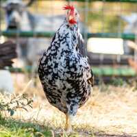 Read My Pet Chicken Reviews