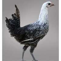 Read My Pet Chicken Reviews