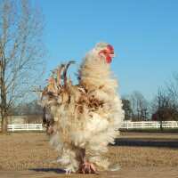 Read My Pet Chicken Reviews