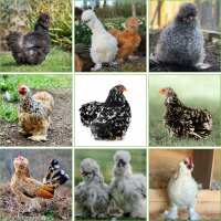 Read My Pet Chicken Reviews