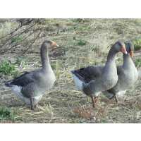 Read My Pet Chicken Reviews