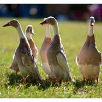 Read My Pet Chicken Reviews