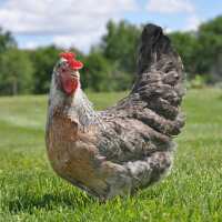 Read My Pet Chicken Reviews