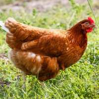 Read My Pet Chicken Reviews