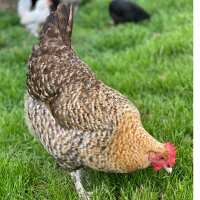 Read My Pet Chicken Reviews