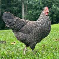 Read My Pet Chicken Reviews