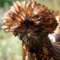 Read My Pet Chicken Reviews