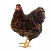 Read My Pet Chicken Reviews