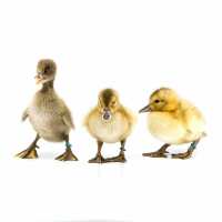 Read My Pet Chicken Reviews