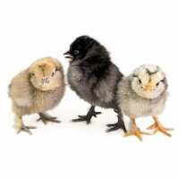 Read My Pet Chicken Reviews