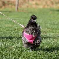 Read My Pet Chicken Reviews