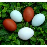 Read My Pet Chicken Reviews